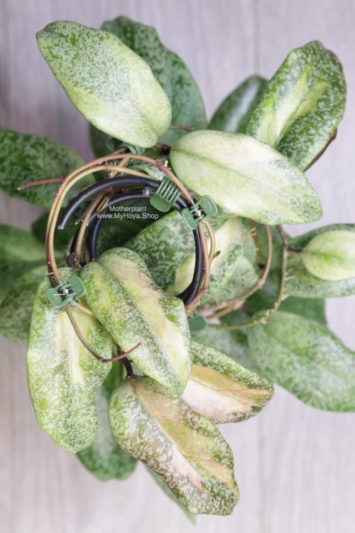 Hoya Jita Silver Variegated 'Autumn Guava'