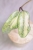 Hoya Jita Silver Variegated 'Autumn Guava'