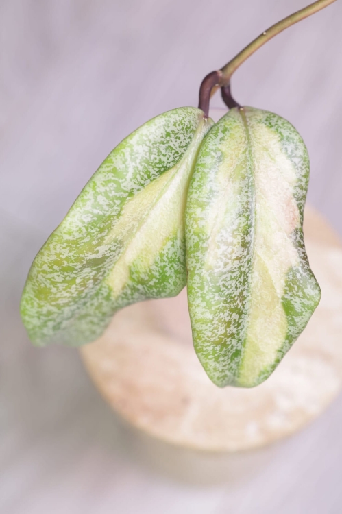 Hoya Jita Silver Variegated 'Autumn Guava'