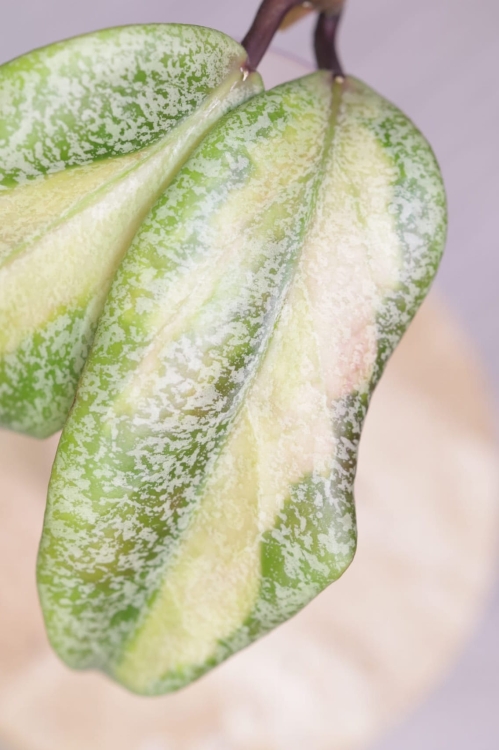 Hoya Jita Silver Variegated 'Autumn Guava'