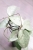 Hoya Glabra Silver