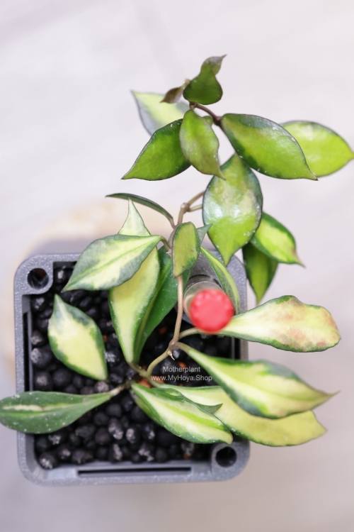 Hoya Bakoensis Inner Variegata