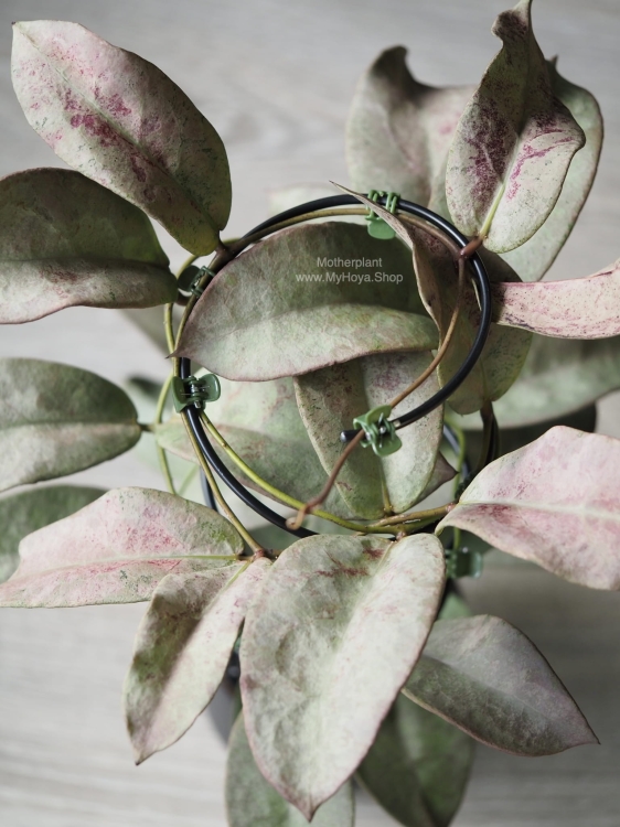 Mitrata Silver Pearl / Pearl Gold