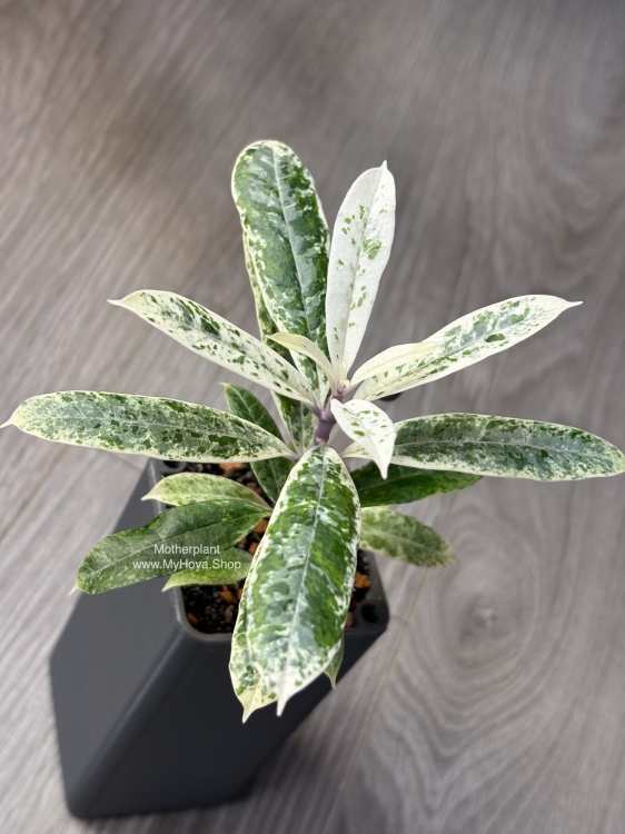 Hoya Multiflora Pandawa