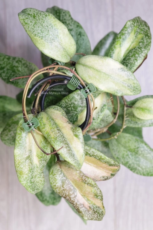 Hoya Jita Silver Variegated 'Autumn Guava'
