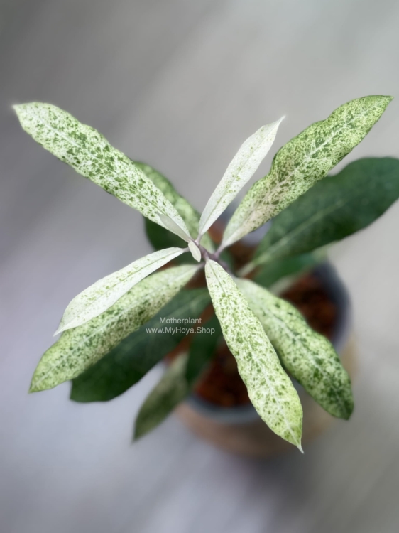 Hoya Multiflora Lima