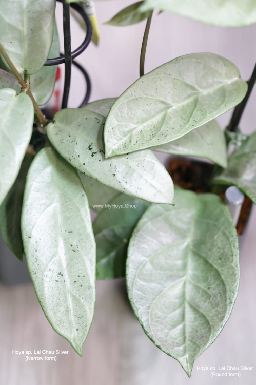 Hoya sp. Lai Chau Silver (Narrow form) &amp; (Round form)