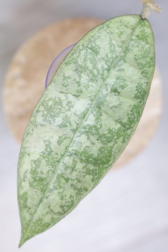 Hoya aff Lambii Silver
