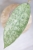 Hoya aff Lambii Silver