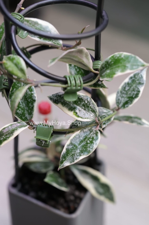 Hoya Lacunosa Lumina