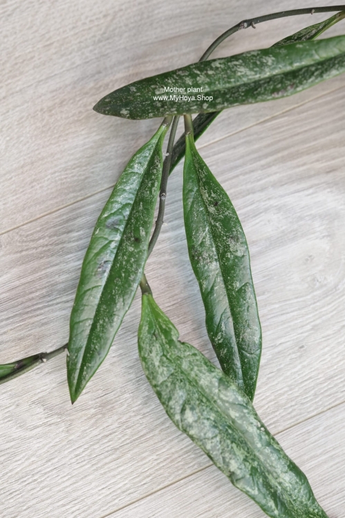 Hoya Sulawesiana Silver Splash