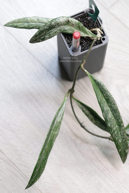 Hoya Sulawesiana Silver Splash