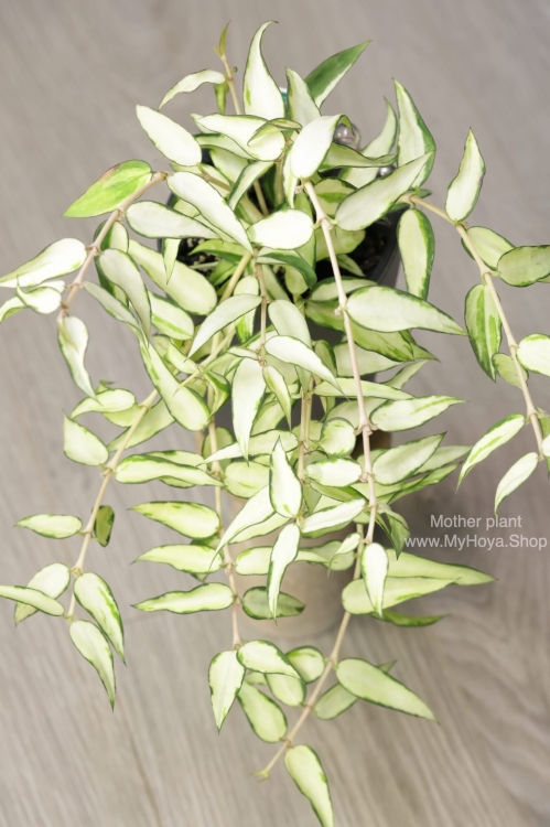 Hoya Burmanica Variegata
