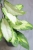 Hoya sp. Aceh ‘Ladia Galaska’