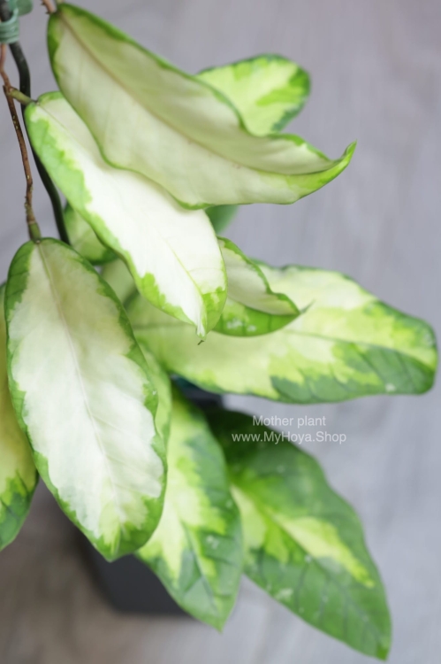 Hoya sp. Aceh ‘Ladia Galaska’