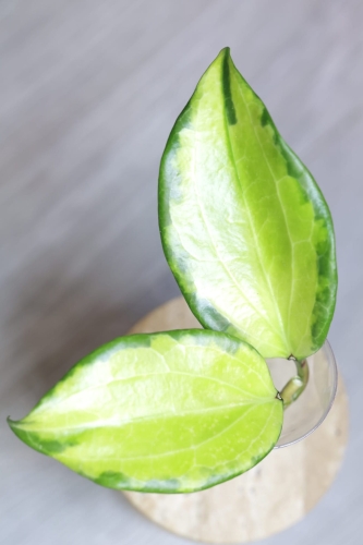 Hoya Merrillii Variegata