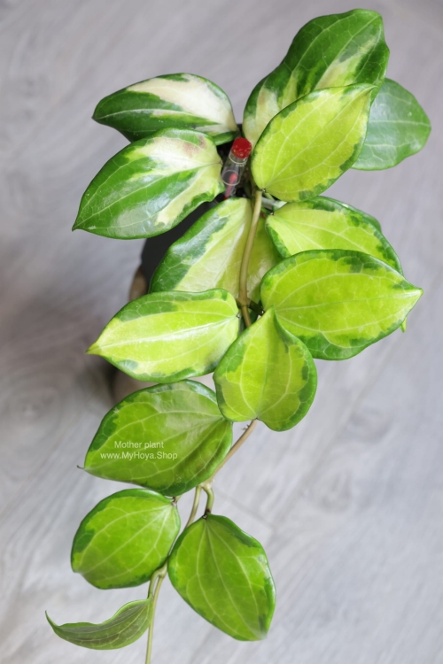 Hoya Merrillii Variegata