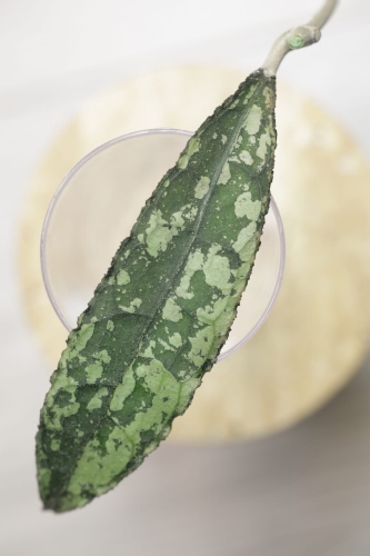 Hoya Clemensiorum Splash