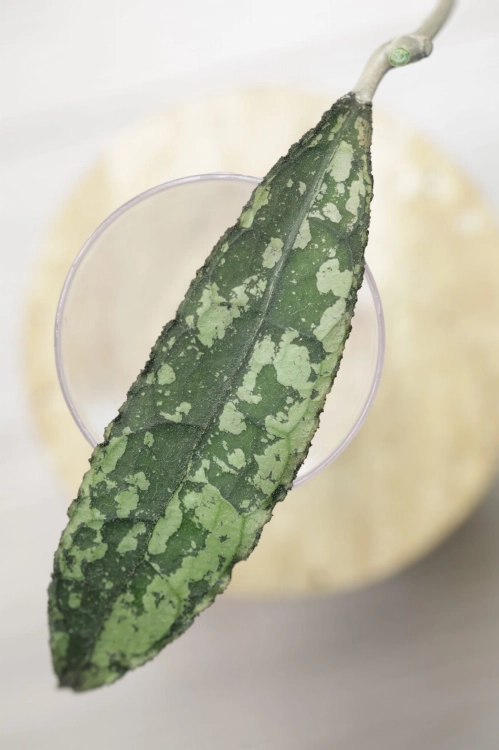 Hoya Clemensiorum Splash