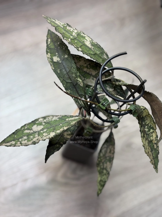 Hoya Clemensiorum Splash