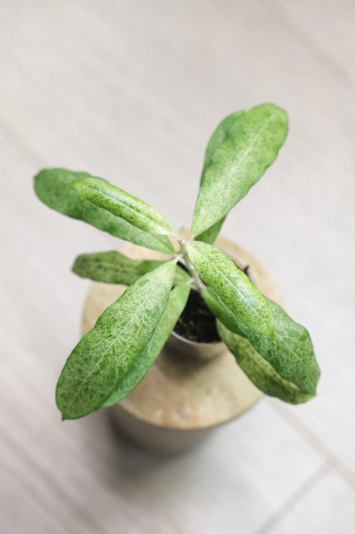 Hoya Multiflora Lima