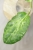 Hoya Candy