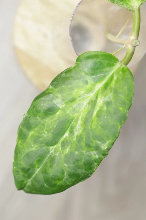 Hoya Candy