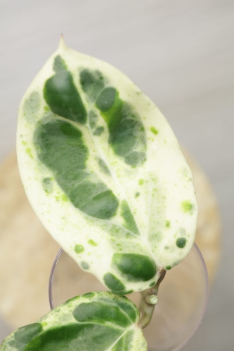 Hoya Candy