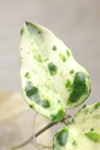 Hoya Candy