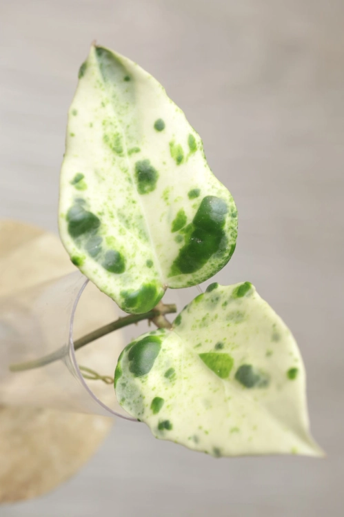 Hoya Candy