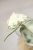 Hoya Candy