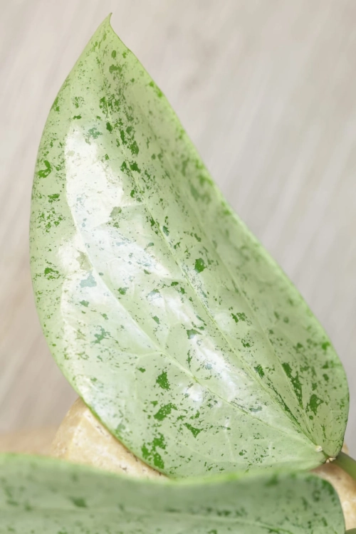 Hoya Glabra Silver