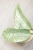 Hoya Glabra Silver