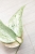 Hoya Glabra Silver
