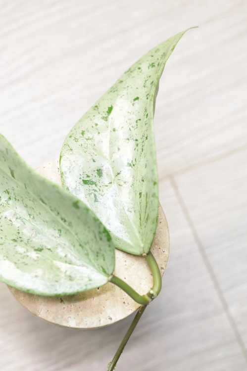 Hoya Glabra Silver