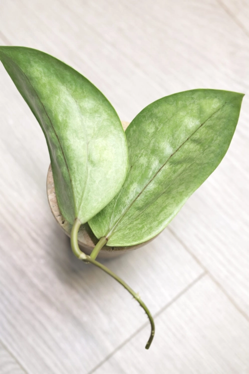 Hoya Glabra Silver