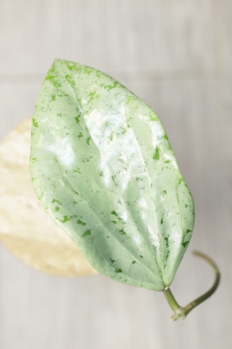 Hoya Glabra Silver