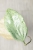 Hoya Glabra Silver