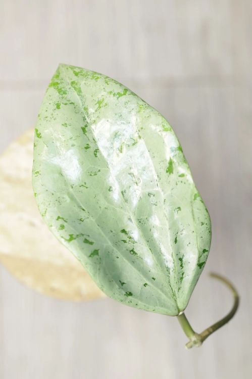 Hoya Glabra Silver