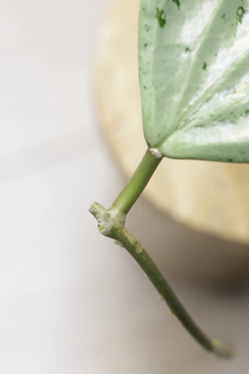 Hoya Glabra Silver