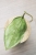 Hoya Glabra Silver