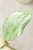 Hoya Glabra Silver
