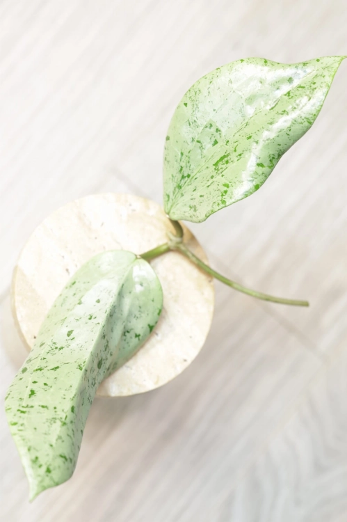 Hoya Glabra Silver