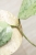 Hoya Glabra Silver