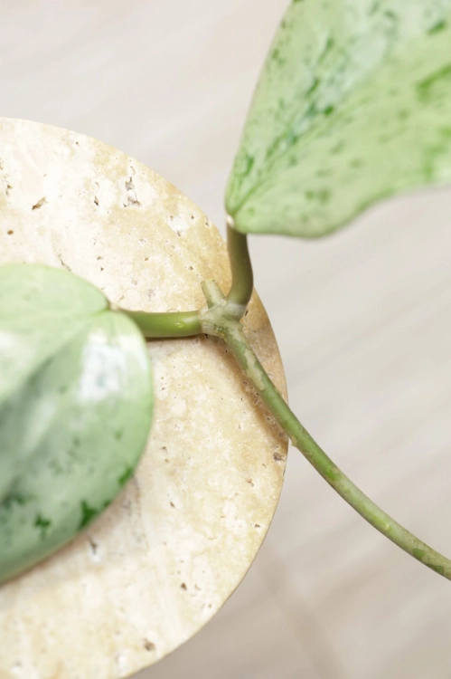 Hoya Glabra Silver