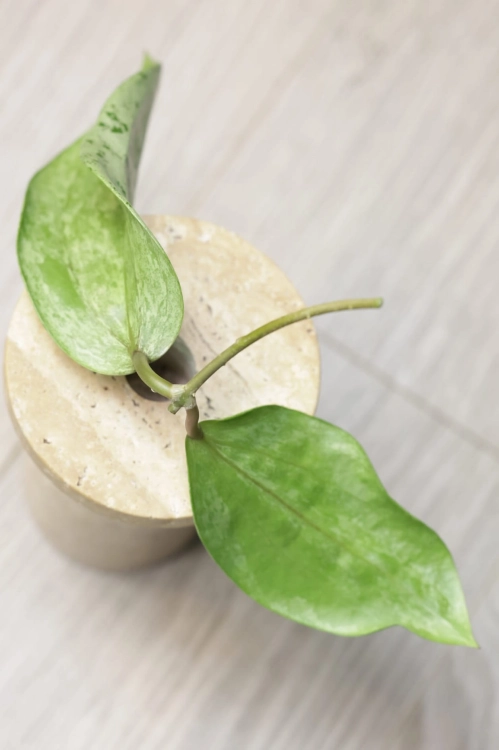 Hoya Glabra Silver