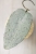 Hoya Caudata Argene