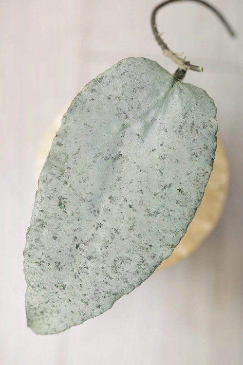 Hoya Caudata Argene