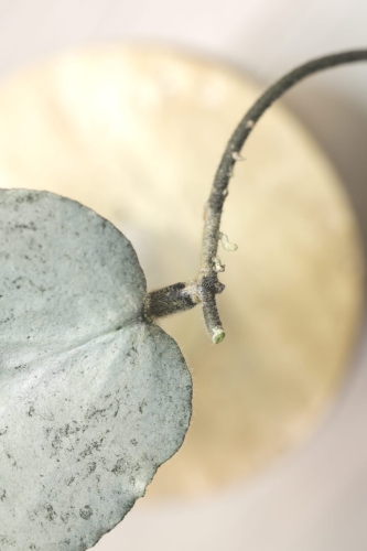 Hoya Caudata Argene