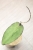 Hoya Caudata Argene